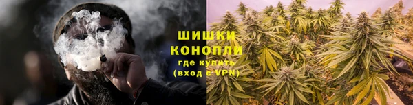 прущие грибы Белокуриха