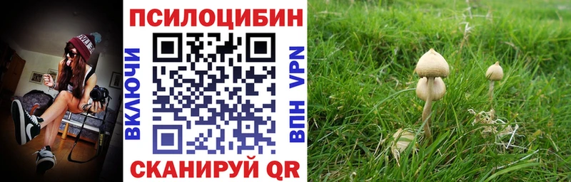 магазин    Бежецк  Галлюциногенные грибы Cubensis 
